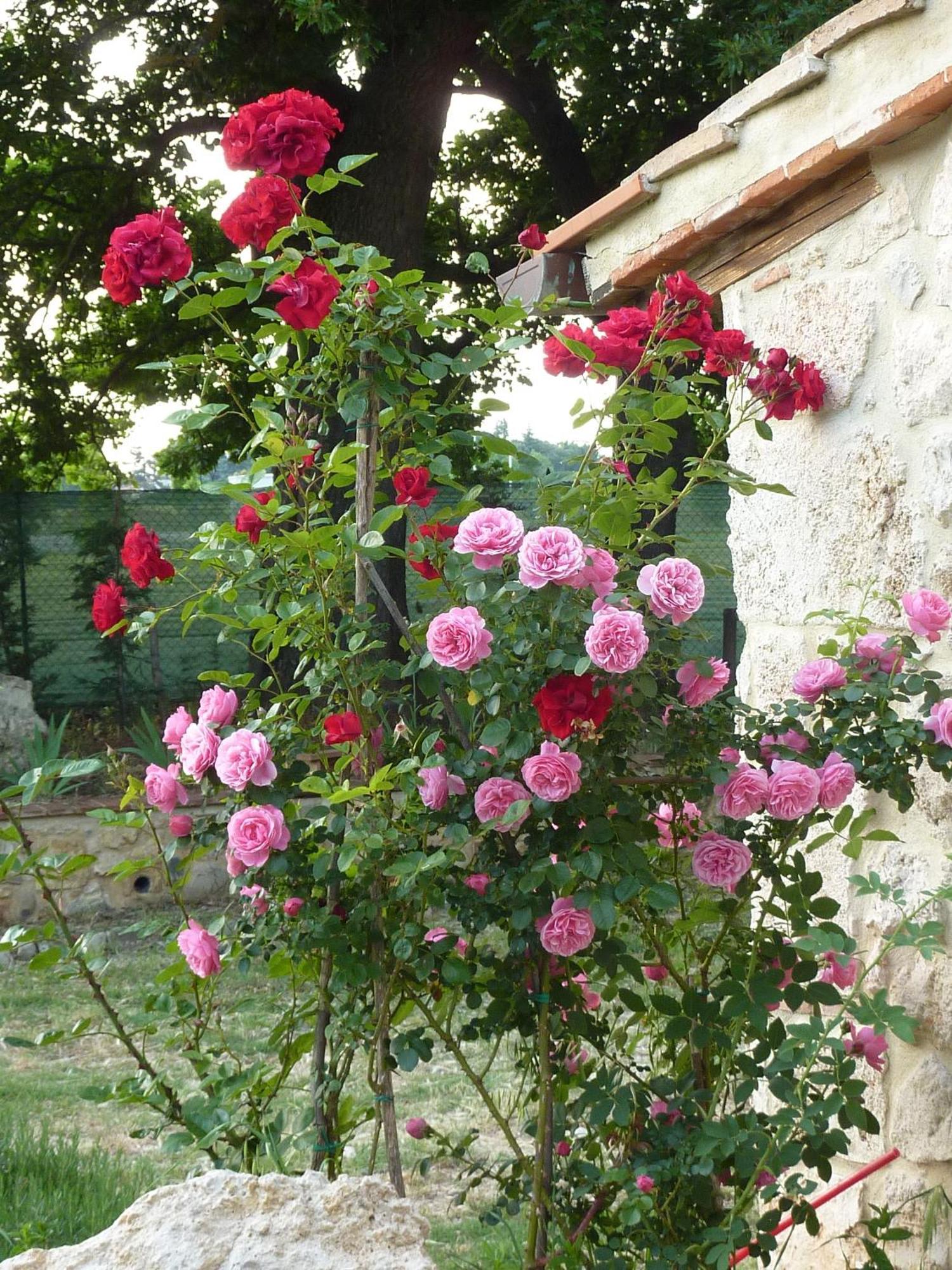 Agriturismo La Segolina Colle Val D'Elsa Exterior foto